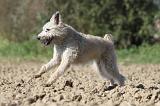 BOUVIER DES ARDENNES 071